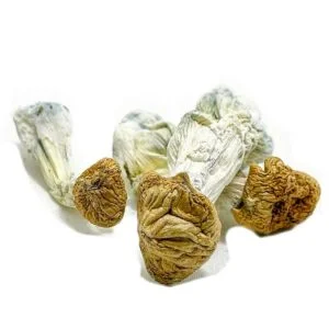 Hongos de los dioses aztecas