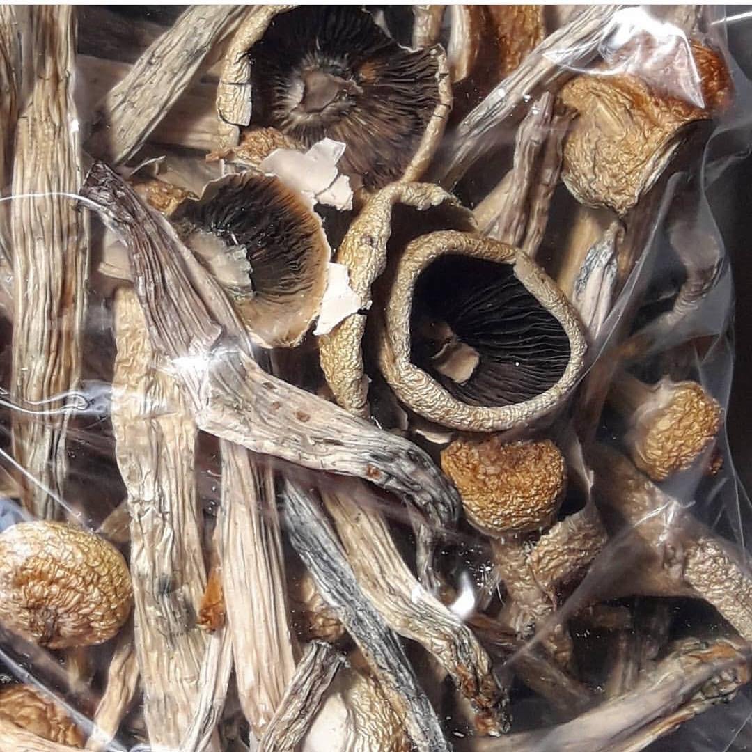 Hongos que provocan envidia del pene | Hongos