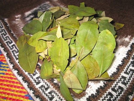 Hojas de Coca 100 gr