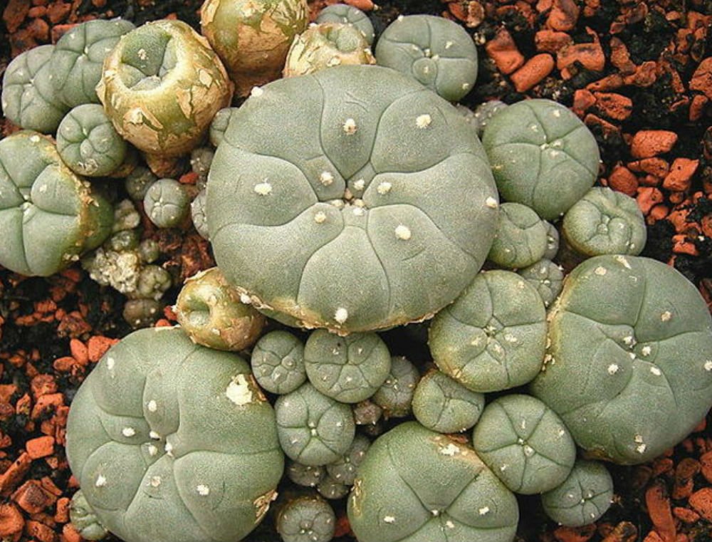 Cactus de mescalina en venta