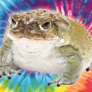 VENENO DE BUFO BUFO